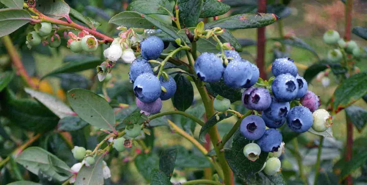 Blueberries