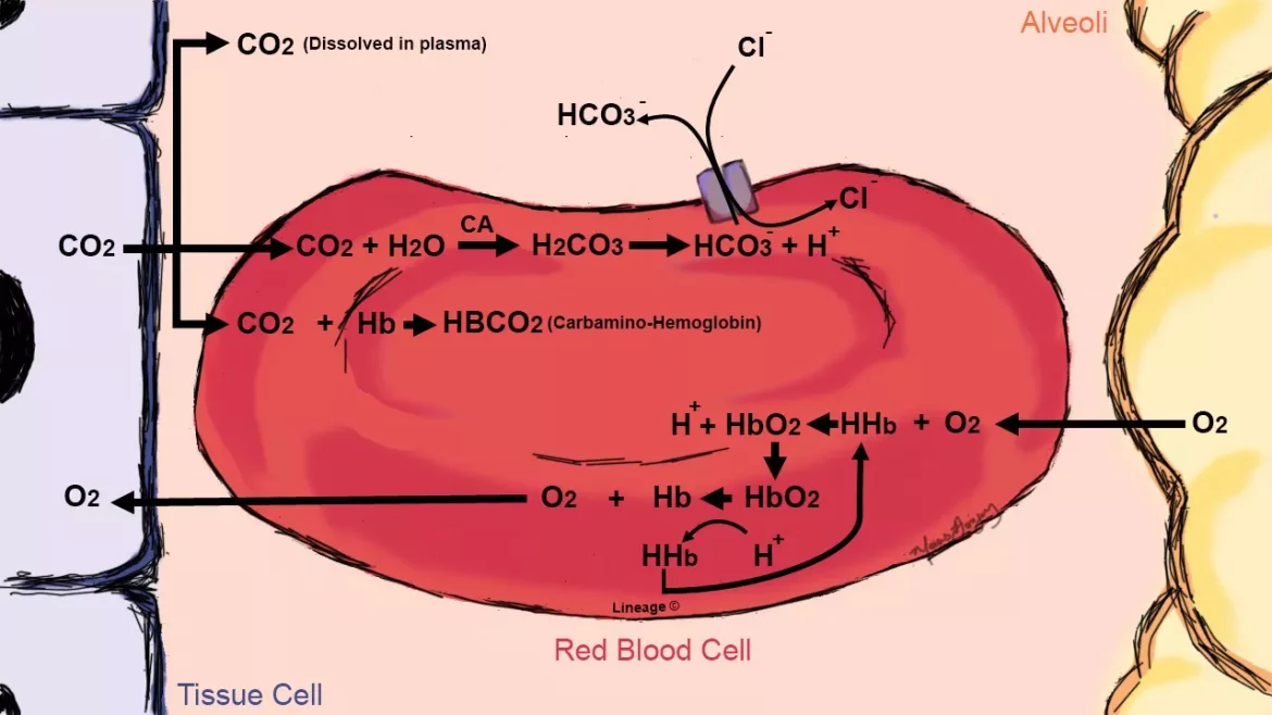 CO2 in Blood