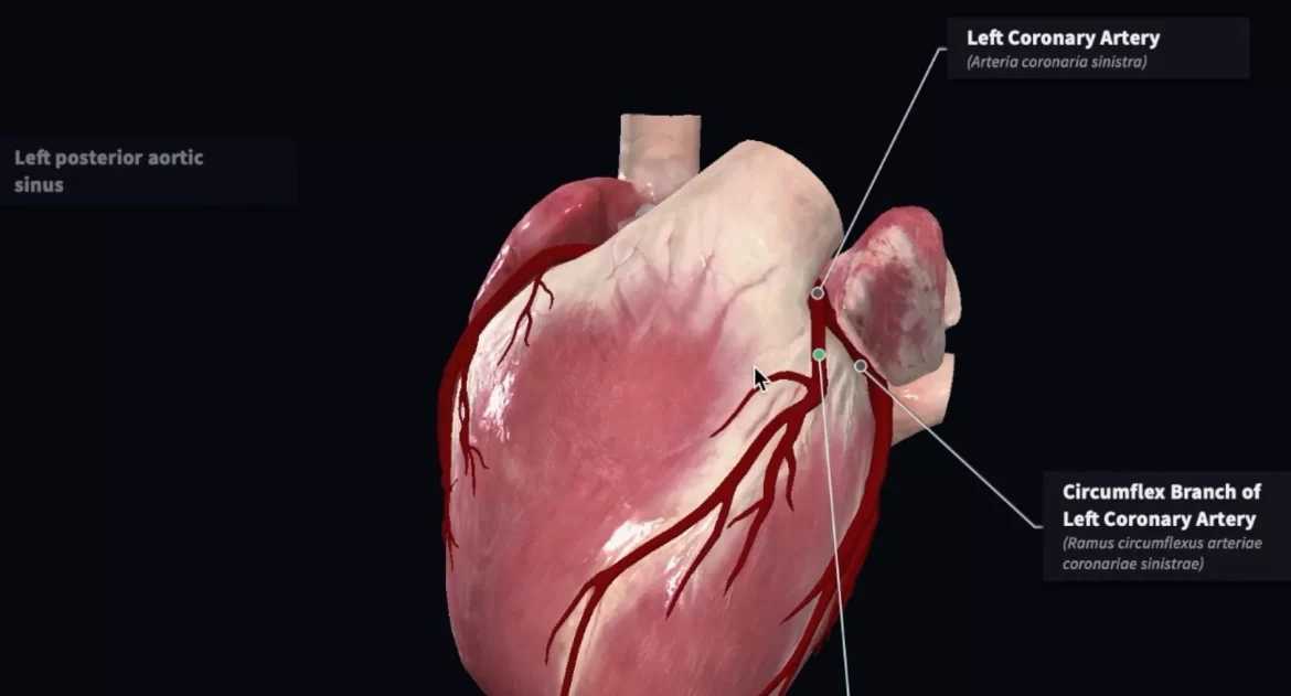 Coronary Artery