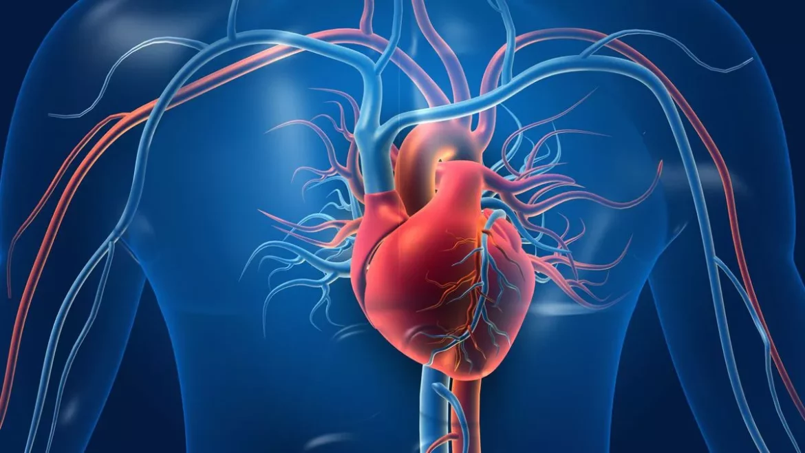 Heart Arteries