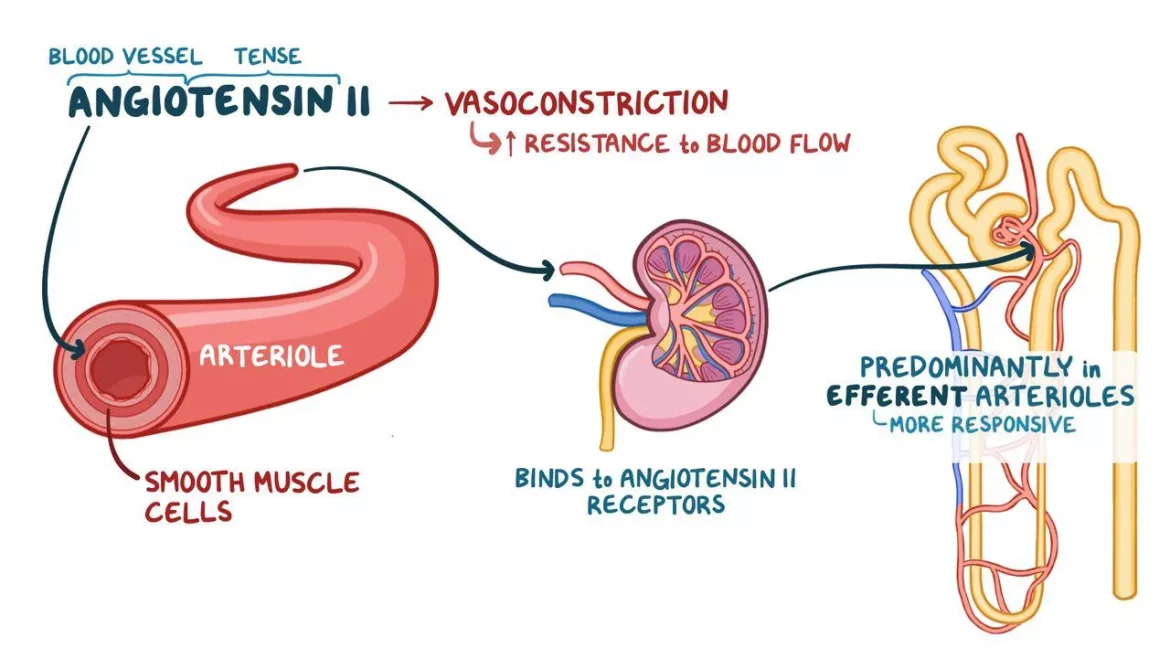 Low Renin in Heart Disease
