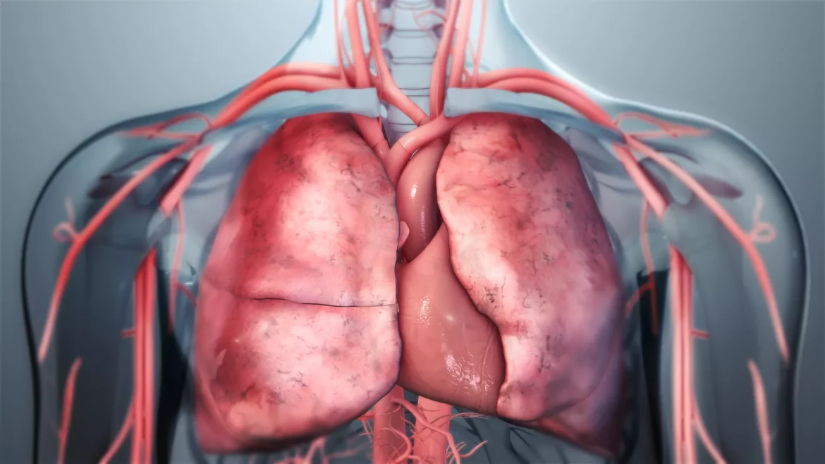 Lungs And Heart