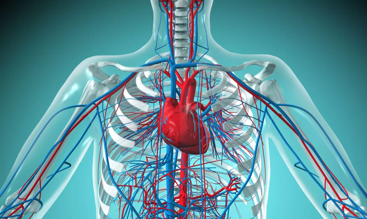 Vascular System