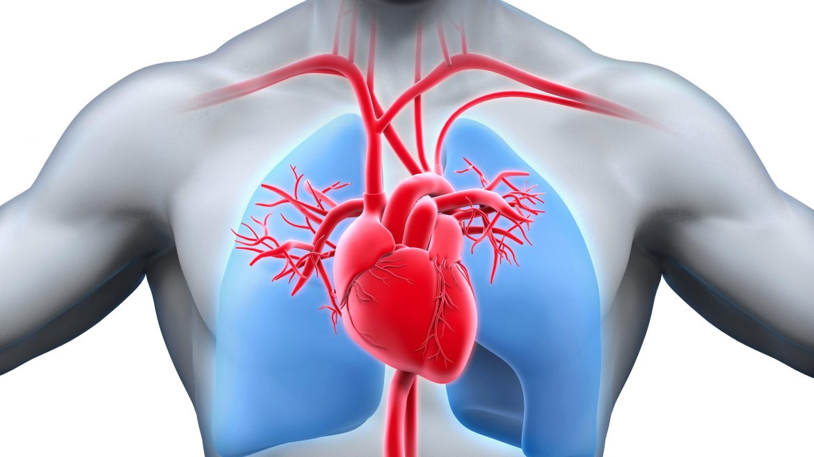 Cardiovascular System