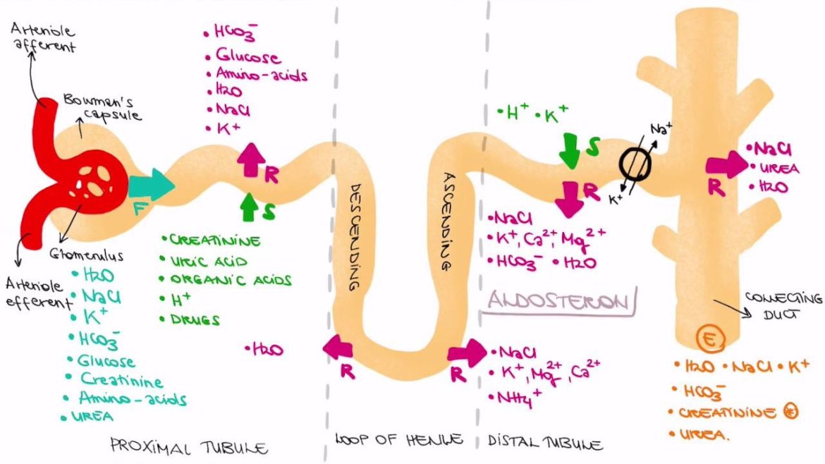 Kidney Filtration