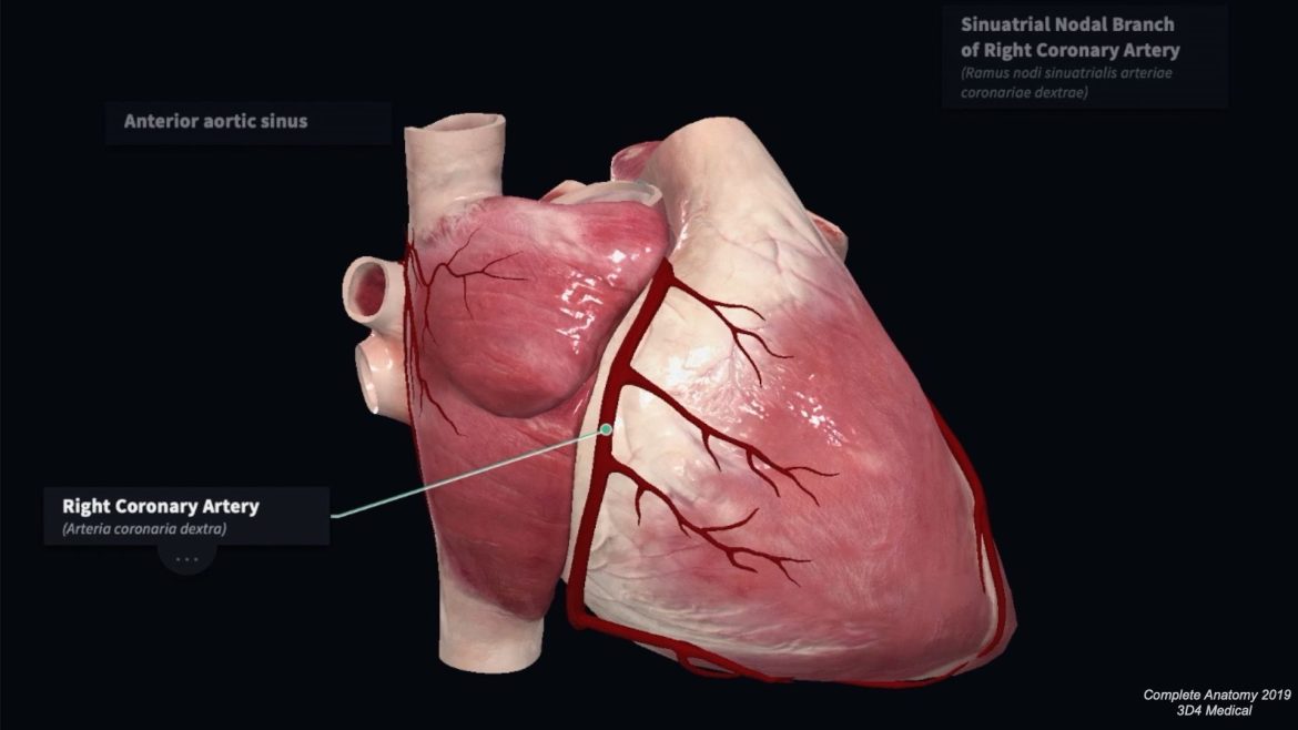 Right Coronary Artery
